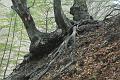 Tessiner Buchenwald (7)